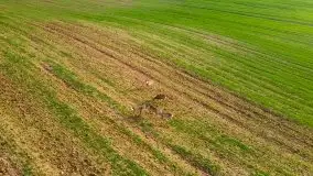 Mazurskie sarny złapane z lotu ptaka, listopad 2020 r. - zdjęcie 17