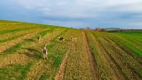 Mazurskie sarny złapane z lotu ptaka, listopad 2020 r. - zdjęcie 1