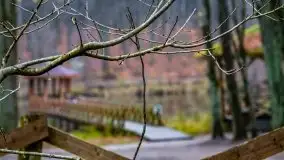 Las miejski w Giżycku, listopad 2020 r. - zdjęcie 9