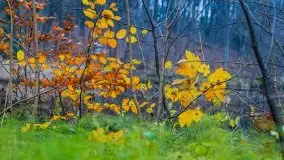 Las miejski w Giżycku, listopad 2020 r. - zdjęcie 1