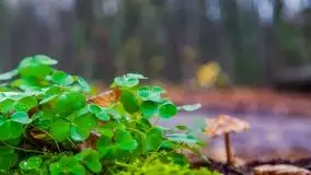 Las miejski w Giżycku, listopad 2020 r. - zdjęcie 6