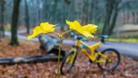 Las miejski w Giżycku, listopad 2020 r. - zdjęcie 10