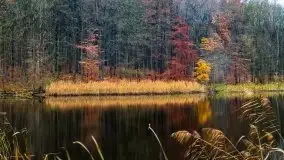 Las miejski w Giżycku, listopad 2020 r. - zdjęcie 14