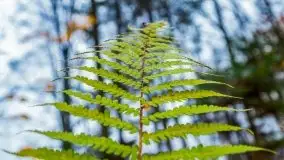 Las miejski w Giżycku, listopad 2020 r. - zdjęcie 28