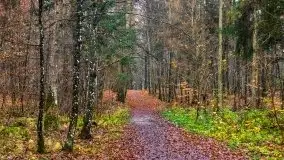 Las miejski w Giżycku, listopad 2020 r. - zdjęcie 36