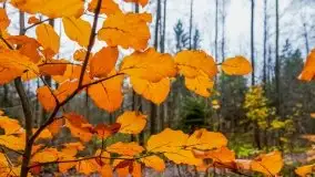 Las miejski w Giżycku, listopad 2020 r. - zdjęcie 25