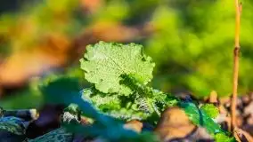 Jesienne Mazury, okolice jezior Niegocin i wojnowo - zdjęcie 29