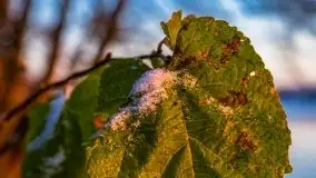 Pierwszy śnieg i wschód słońca nad jeziorem Boczne - zdjęcie 56