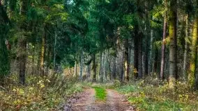 Leśne klimaty w okolicach Wydmin - zdjęcie 22