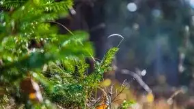 Leśne klimaty w okolicach Wydmin - zdjęcie 10