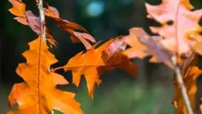 Leśne klimaty w okolicach Wydmin - zdjęcie 27