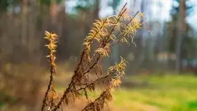 Leśne klimaty w okolicach Wydmin - zdjęcie 8