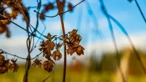 Krutynia i Nowy Mostek w grudniowych zdjęciach - zdjęcie 8