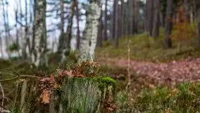 Krutynia i Nowy Mostek w grudniowych zdjęciach - zdjęcie 33