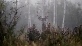 Mazurska flora i fauna na zdjęciach Jana Olchówki 2020 - zdjęcie 5