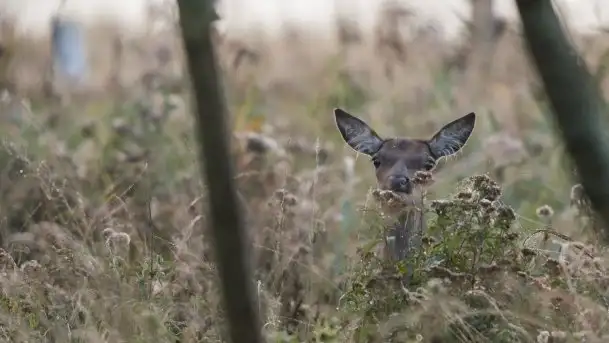 Mazurska flora i fauna na zdjęciach Jana Olchówki 2020 - zdjęcie 6