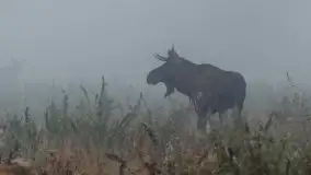 Mazurska flora i fauna na zdjęciach Jana Olchówki 2020 - zdjęcie 16