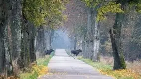 Mazurska flora i fauna na zdjęciach Jana Olchówki 2020 - zdjęcie 23