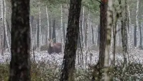 Mazurska flora i fauna na zdjęciach Jana Olchówki 2020 - zdjęcie 30
