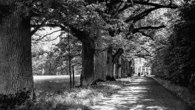 Przedwojenne zdjęcia Sztynortu (Steinort) - zdjęcie 25