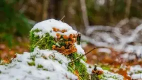 Zimowa szarówka w okolicach Kruklina, Gawlika Małego i Wydmin - zdjęcie 6