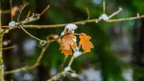 Zimowa szarówka w okolicach Kruklina, Gawlika Małego i Wydmin - zdjęcie 24