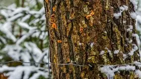 Zimowa szarówka w okolicach Kruklina, Gawlika Małego i Wydmin - zdjęcie 12