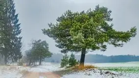 Zimowa szarówka w okolicach Kruklina, Gawlika Małego i Wydmin - zdjęcie 16