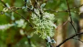 Zimowa szarówka w okolicach Kruklina, Gawlika Małego i Wydmin - zdjęcie 58