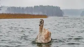 Zimowa szarówka w Rucianem-Nidzie - zdjęcie 9