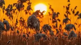 Zimowy wschód słońca nad jeziorem Dargin i... -27 stopni - zdjęcie 40