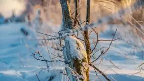 Zimowy wschód słońca nad jeziorem Dargin i... -27 stopni - zdjęcie 51