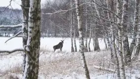 Mazurskie zwierzęta i pełnia zimy na zdjęciach Jana Olchówki - zdjęcie 32