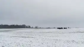 Mazurskie zwierzęta i pełnia zimy na zdjęciach Jana Olchówki - zdjęcie 24