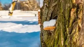 Port w Sztynorcie w zimowej scenerii, styczeń 2021 r. - zdjęcie 62