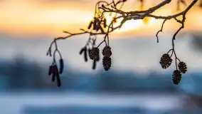 Zimowe Wydminy przed zachodem słońca, styczeń 2021 r. - zdjęcie 54