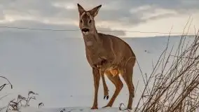 Zachód słońca w okolicach zimowych Kruklanek - zdjęcie 83