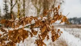 Okolice Kleszczewa w zimowej scenerii, styczeń 2021 - zdjęcie 53