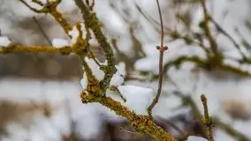 Okolice Kleszczewa w zimowej scenerii, styczeń 2021 - zdjęcie 19