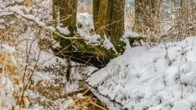 Okolice Kleszczewa w zimowej scenerii, styczeń 2021 - zdjęcie 57