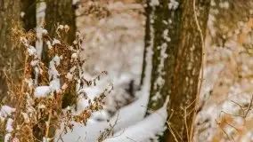 Okolice Kleszczewa w zimowej scenerii, styczeń 2021 - zdjęcie 29