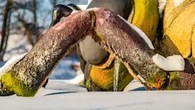 Stare Juchy w zimowej aurze, luty 2021 r. - zdjęcie 72