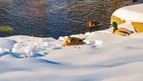 Stare Juchy w zimowej aurze, luty 2021 r. - zdjęcie 48