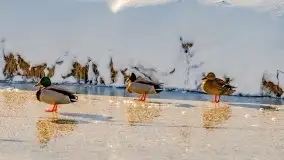 Stare Juchy w zimowej aurze, luty 2021 r. - zdjęcie 34