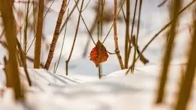 Śluza w Leśniewie Górnym w zimowej szacie, luty 2021 - zdjęcie 48