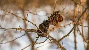 Śluza w Leśniewie Górnym w zimowej szacie, luty 2021 - zdjęcie 22