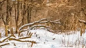 Śluza w Leśniewie Górnym w zimowej szacie, luty 2021 - zdjęcie 63