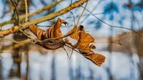 Jezioro Ślepieniec skąpane w zimowej bieli, luty 2021 - zdjęcie 35