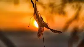 Zachód słońca nad jeziorem Niegocin, luty 2021 - zdjęcie 70