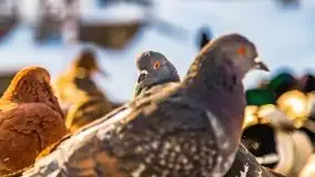 Zimowe Giżycko, luty 2021 - zdjęcie 14